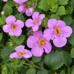 Bacopa Yakima Giga Rose